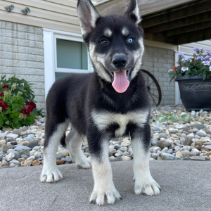 Siberian Husky Puppy Victor