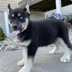 Siberian Husky Puppy Victor