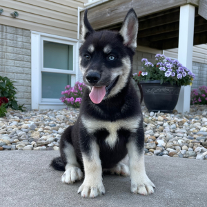 Siberian Husky Puppy Victor