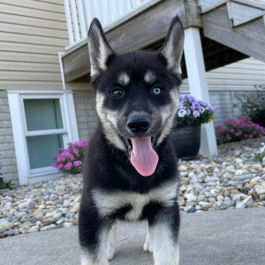 Siberian Husky Puppy Victor