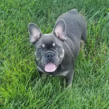 French Bulldog Puppy Maven