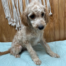 Cavapoo Puppy Anvil