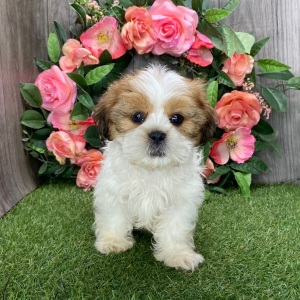 Shih Tzu Puppy Umpire