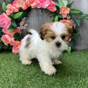 Shih Tzu Puppy Umpire