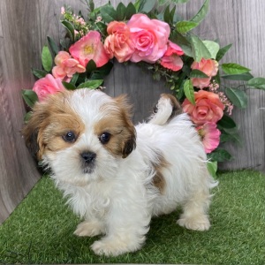 Shih Tzu Puppy Umpire