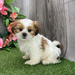 Shih Tzu Puppy Umpire