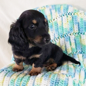 Dachshund Puppy Chase