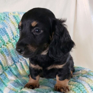 Dachshund Puppy Chase