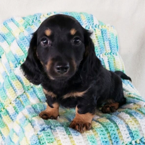 Dachshund Puppy Chase