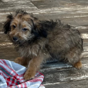 Pomapoo Puppy Brandon