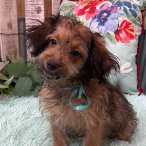 Pomapoo Puppy Brandon