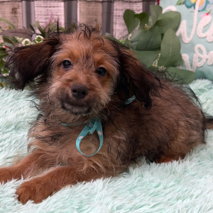 Pomapoo Puppy Brandon