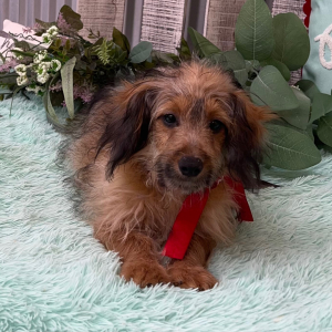 Pomapoo Puppy Brandon