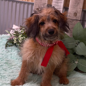 Pomapoo Puppy Brandon