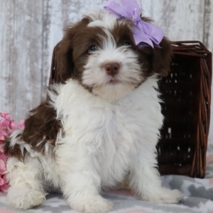Havanese Puppy Jade