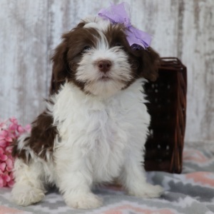 Havanese Puppy Jade