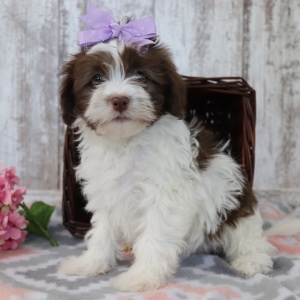 Havanese Puppy Jade