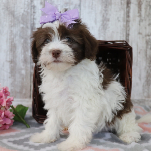 Havanese Puppy Jade