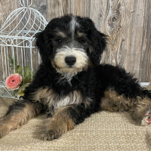 Aussiedoodle Puppy Pepper