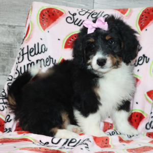Bernedoodle Puppy Callie