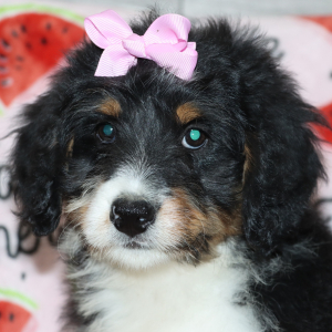 Bernedoodle Puppy Callie