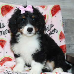 Bernedoodle Puppy Callie