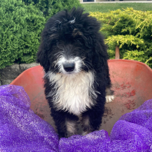 Bernedoodle Puppy Peter