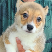 Pembroke Welsh Corgi Puppy Bunny