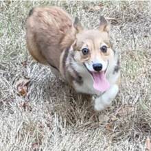 Pembroke Welsh Corgi Puppy Bunny