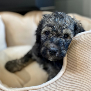 Poodle Puppy Ry
