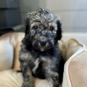 Poodle Puppy Ry