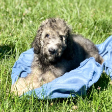 Poodle Puppy Ry