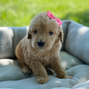 Labradoodle Puppy Blakely