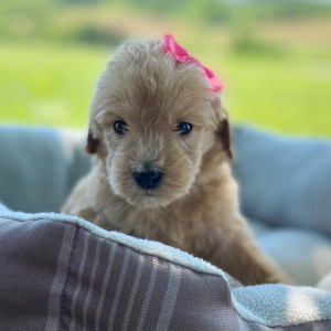 Labradoodle Puppy Blakely