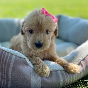 Labradoodle Puppy Blakely