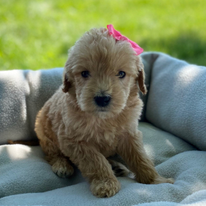 Labradoodle Puppy Blakely