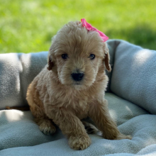 Labradoodle Puppy Blakely