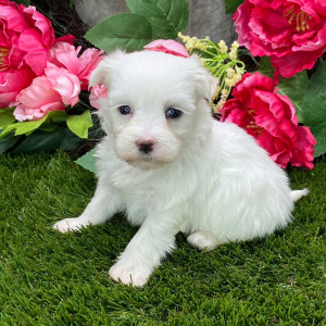 Maltese Puppy Livi