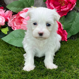 Maltese Puppy Livi