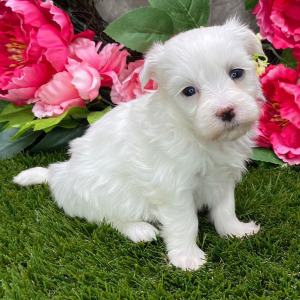 Maltese Puppy Livi