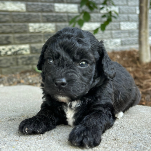 Bichonpoo Puppy Alex