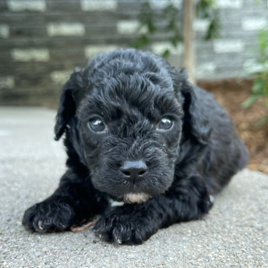 Bichonpoo Puppy Alex