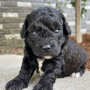 Bichonpoo Puppy Alex
