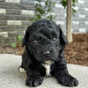Bichonpoo Puppy Alex
