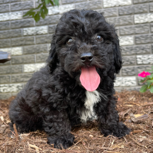 Bichonpoo Puppy Alex