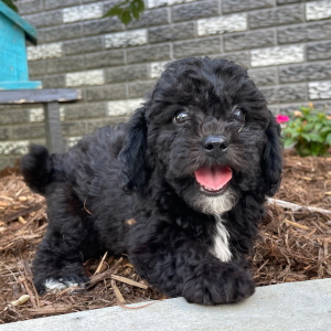 Bichonpoo Puppy Alex