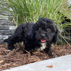 Bichonpoo Puppy Alex