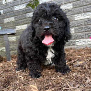 Bichonpoo Puppy Alex