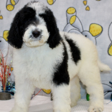 Goldendoodle Puppy Clara