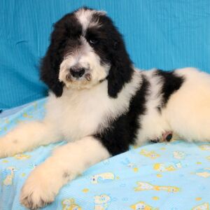 Goldendoodle Puppy Clara